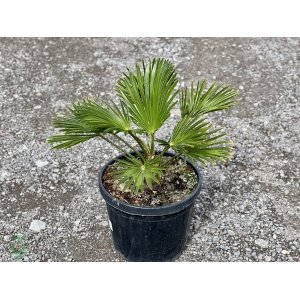 Palma konopná (Trachycarpus wagnerianus) – výška kmeňa: 5-10 cm, celková výška: 30-50 cm, kont. C10L (-19°C)